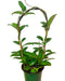Hoya Pubicalyx - Hoop 6" - Cactus en ligne