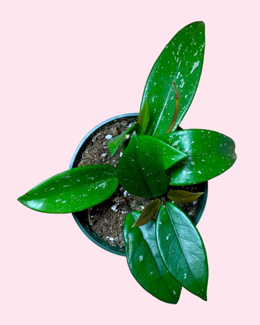 Hoya Pubicalyx Red Button - Cactus en ligne