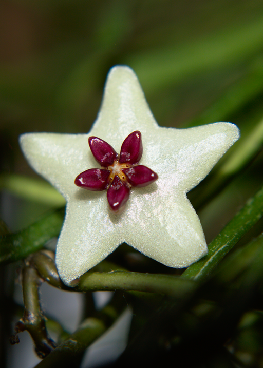 Fleur Hoya Retusa flower - Cactus en Ligne
