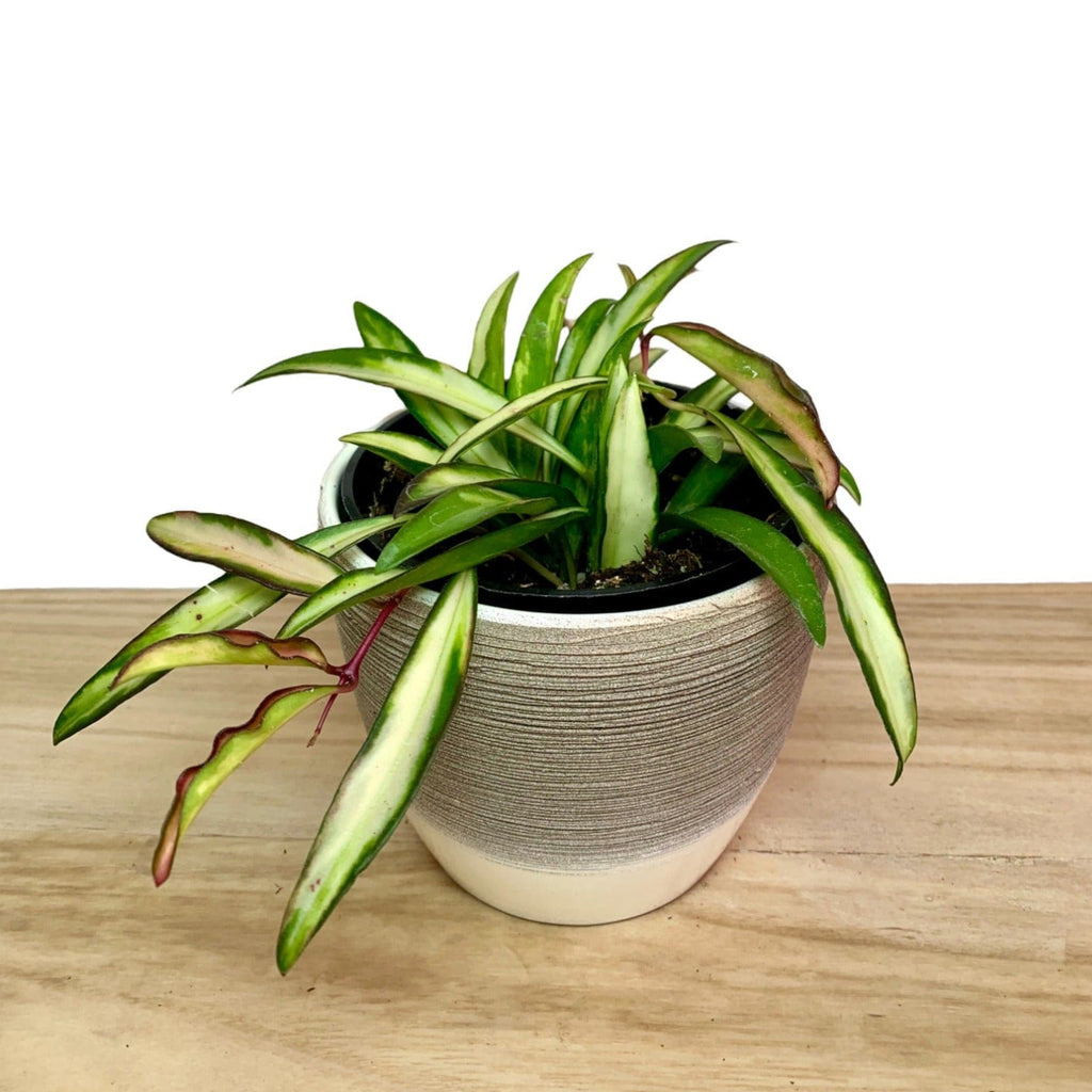 cactus-en-ligne-hoya-wayetii-