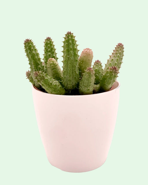 Huernia Aspera - Cactus en ligne