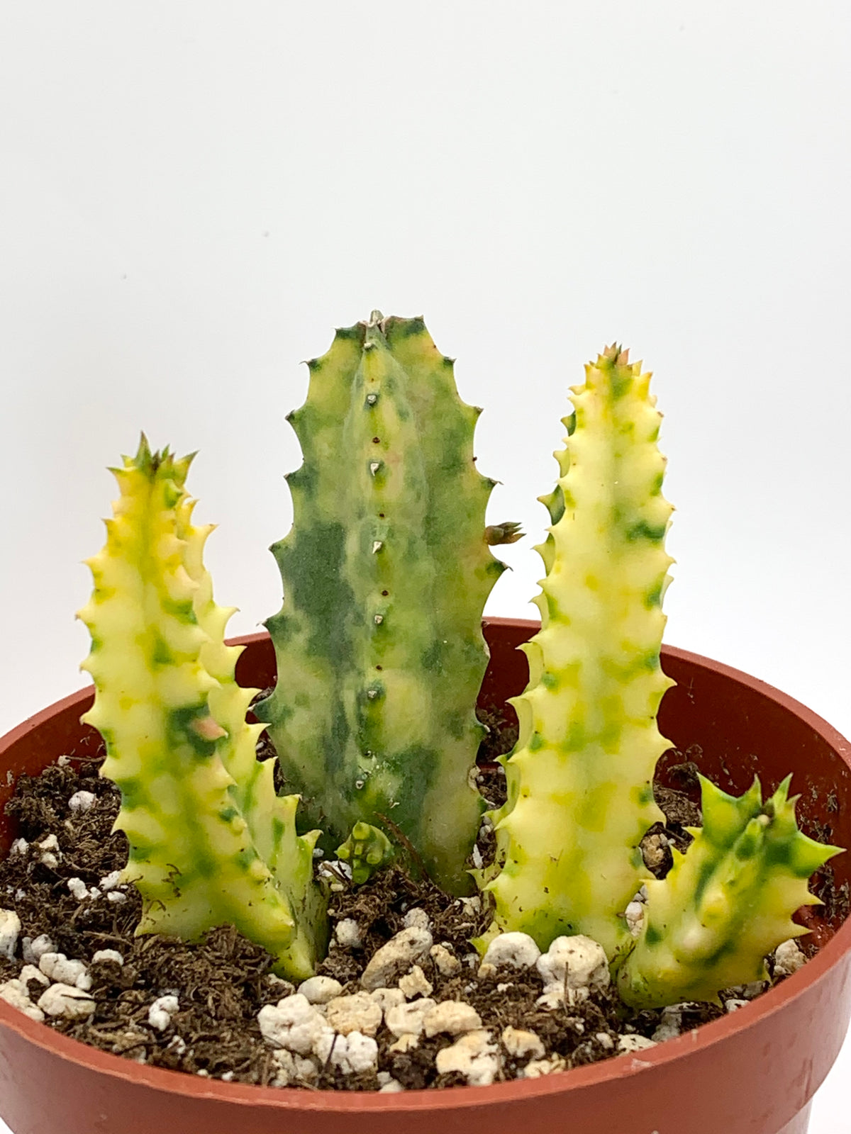 Huernia Zebrina Variegata 4