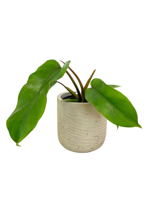 Philodendron Jungle Boogie - Cactus en ligne