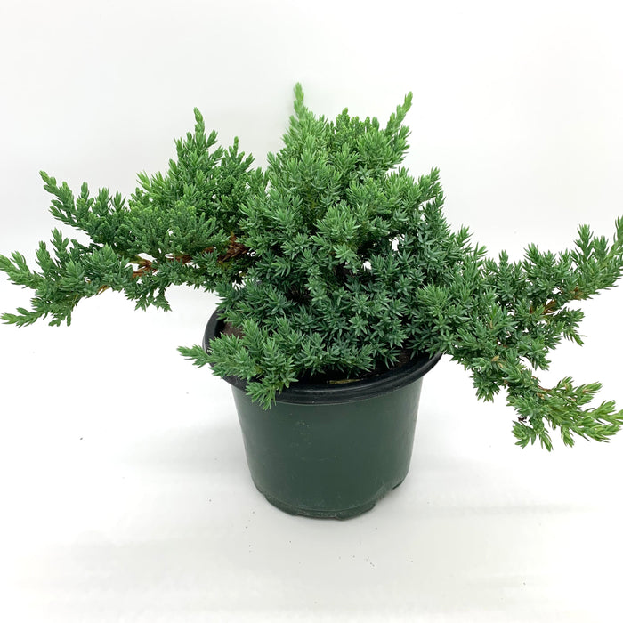 Juniper Bonsai 'Juniperus' 4"