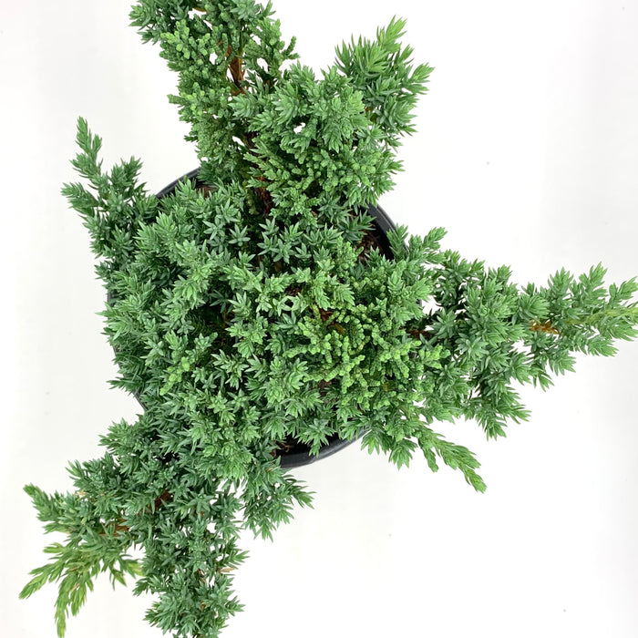 Bonsai Génévrier 'Juniperus'