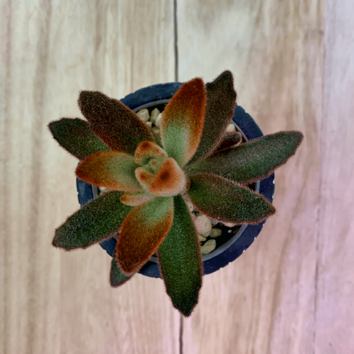 kalanchoe chocolate soldier succulent Kalanchoe Tomentosa Chocolate Soldier — Cactus en Ligne