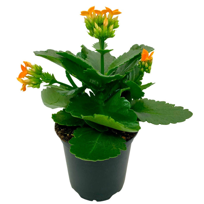 Blooming Kalanchoe - Calandiva - Cactus en ligne