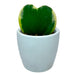 Hoya Kerrii Heart Variegata - Cactus en ligne