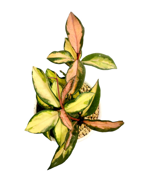 Hoya Carnosa Tricolor Krimson Princess - Cactus en ligne
