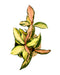 Hoya Carnosa Tricolor Krimson Princess - Cactus en ligne