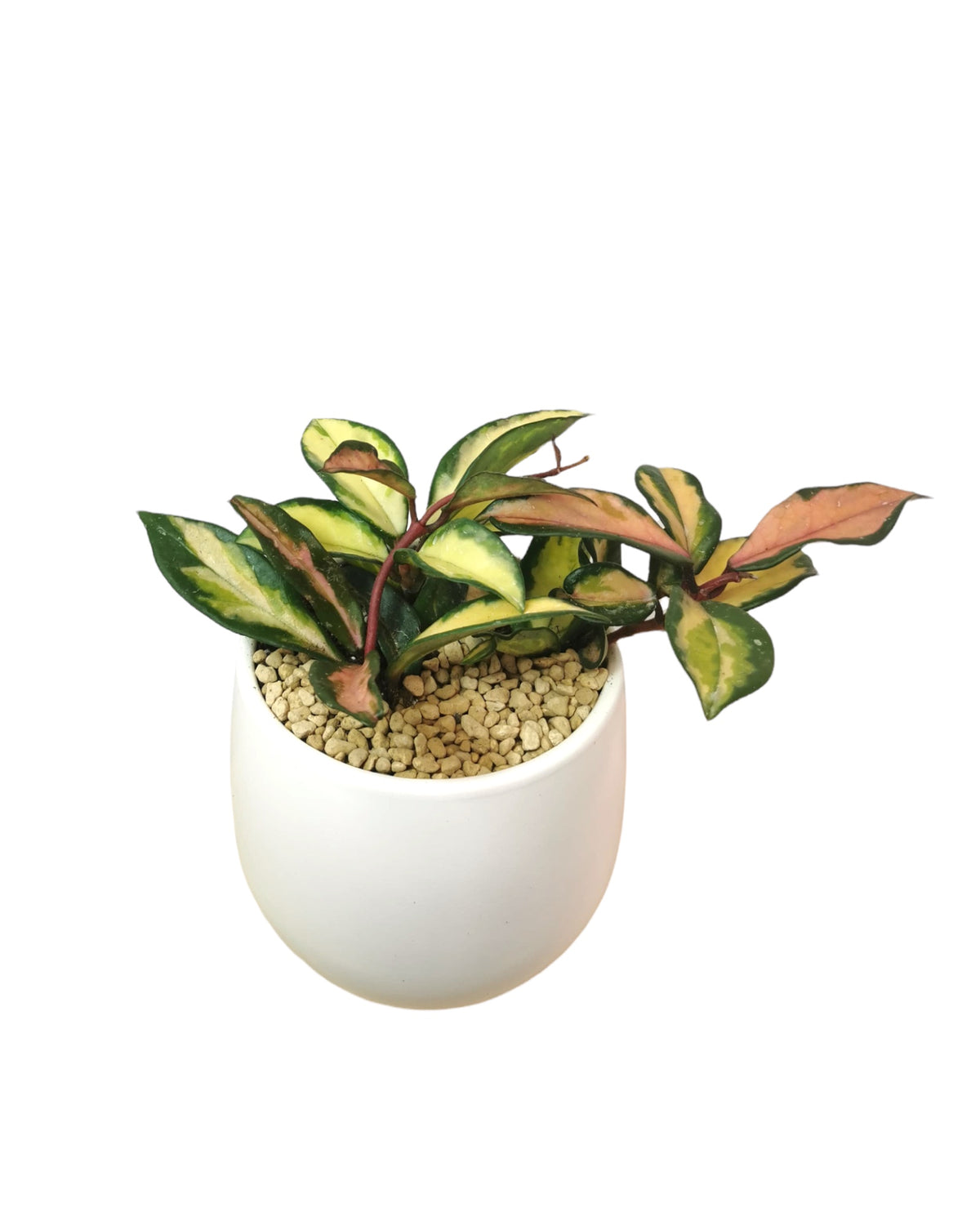 cactus-en-ligne-krimson-
