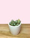 Lapidaria - Cactus en ligne