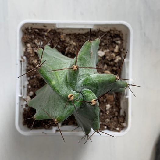 Lemaireocereus Pruinosus 4" - Cactus en ligne