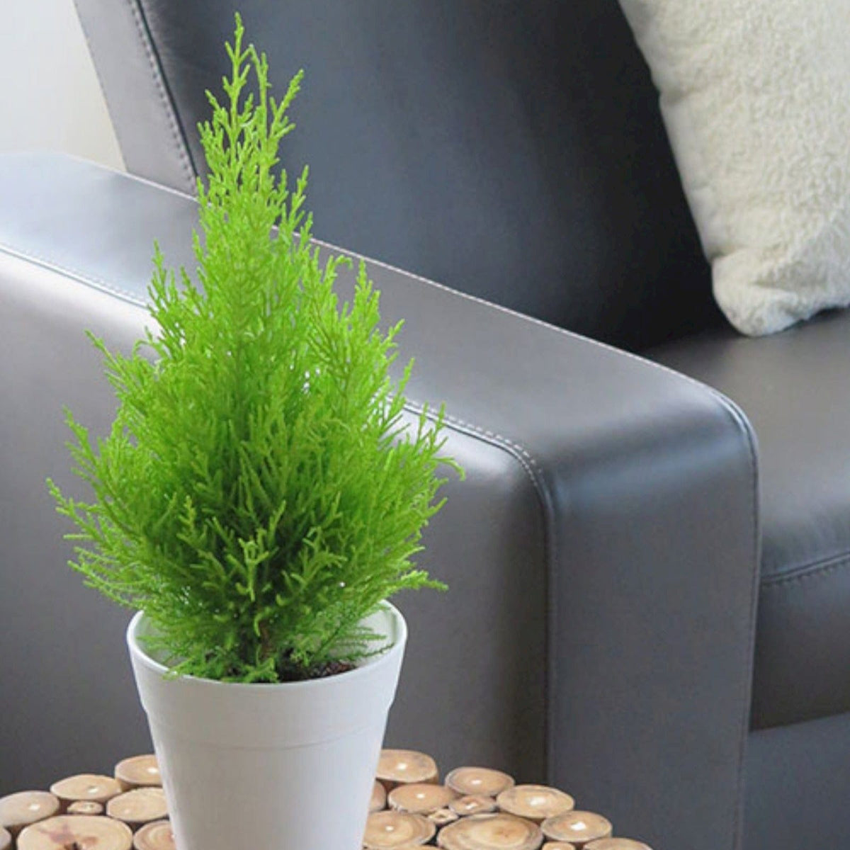 cypress lemon plant Lemon Cypress Tree — Cactus en Ligne