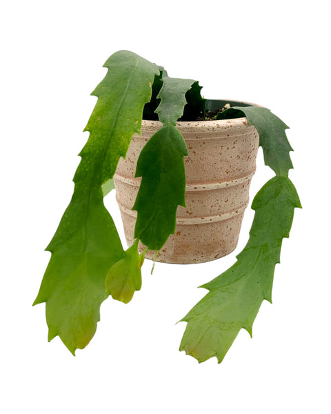 cactus lesum Lepismium Houlletianum Snowdrop Cactus 4