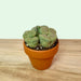 Living stone - Cactus en ligne