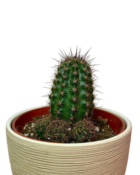 Lobivia Aurea Shaferi - Cactus en ligne