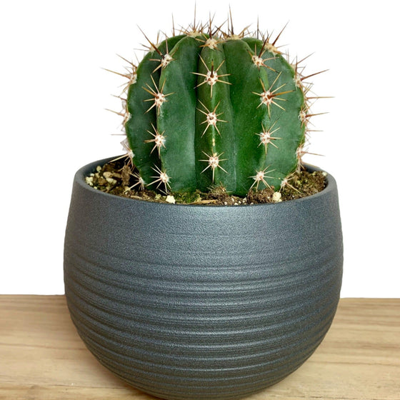 Lobivia Ferox - Cactus en ligne