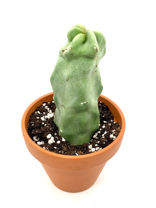 Lophocereus Schottii Monstrosus Totem Pole Cactus 4"