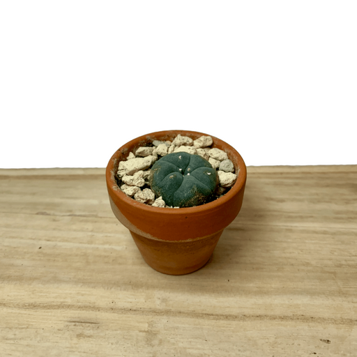 Lophophora Williamsii 1.5" - Cactus en ligne