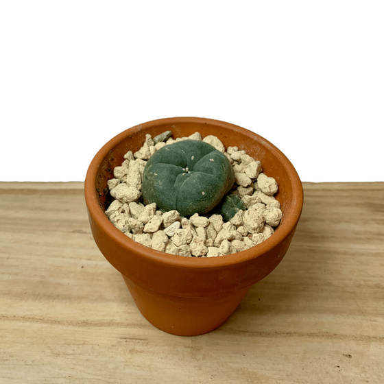 Lophophora Williamsii 2.5" - Cactus en ligne