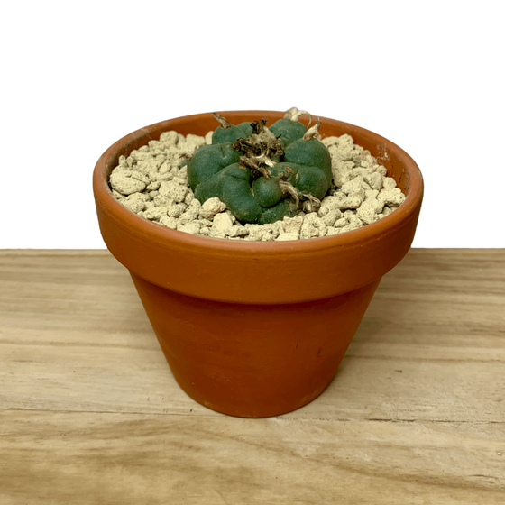 Lophophora Williamsii 4" - Cactus en ligne