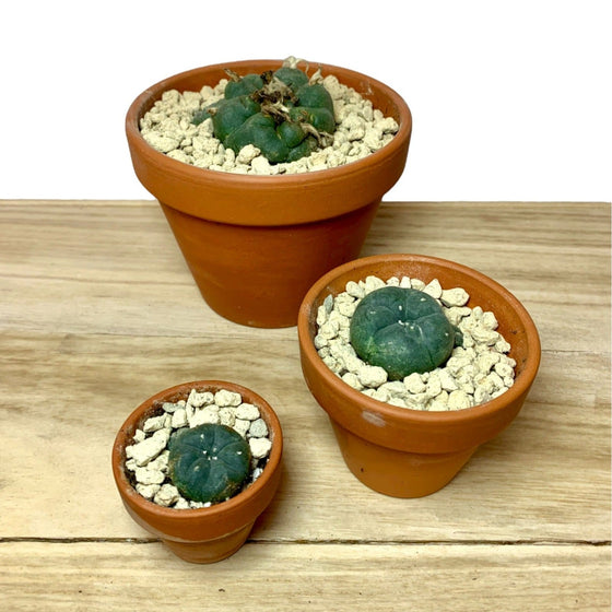 Lophophora Williamsii - Cactus en ligne