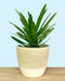 Pachypodium Lamerei 'Madagascar Palm' - Cactus en ligne