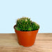 Mammillaria Camptotricha 2.5" - Cactus en ligne