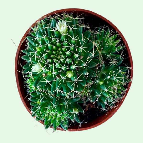 Mammillaria Camptotricha — Cactus en Ligne