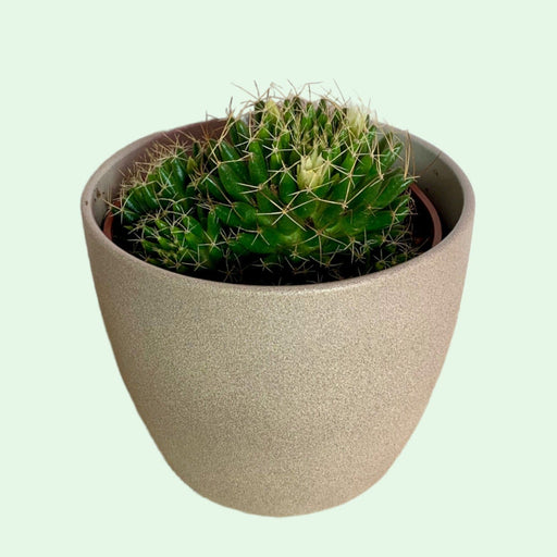 Mammillaria Camptotricha 4" - Cactus en ligne