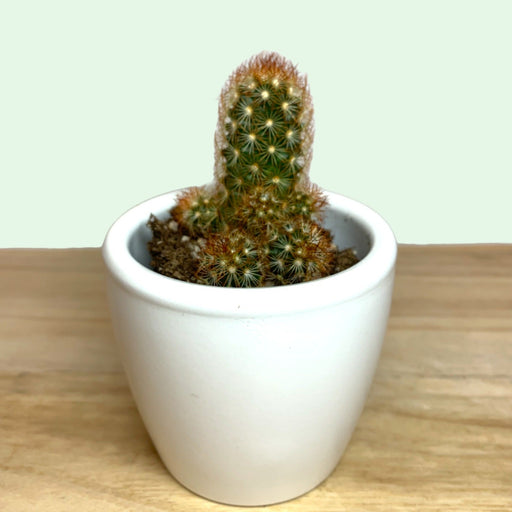 Mammillaria Elongata Copper King - Cactus en ligne