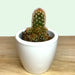 Mammillaria Elongata Copper King - Cactus en ligne