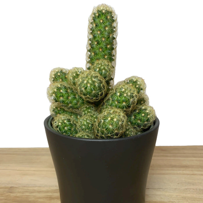 Mammillaria Elongata - Cactus en ligne