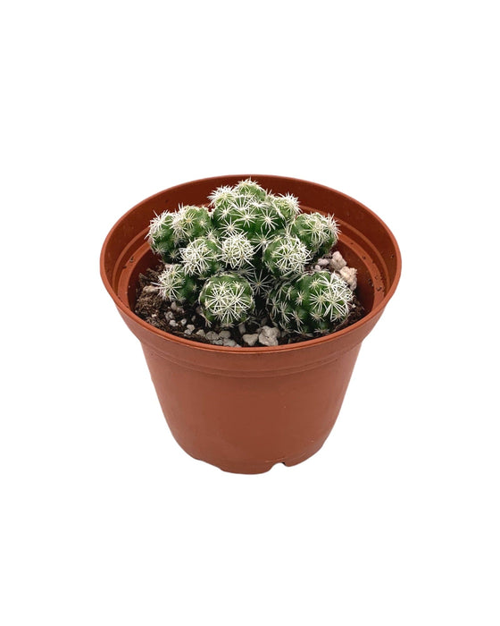 Mammillaria Gracilis Fragilis 'Thimble Cactus' - Cactus en ligne