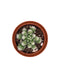 Mammillaria Gracilis Fragilis 'Thimble Cactus' - Cactus en ligne