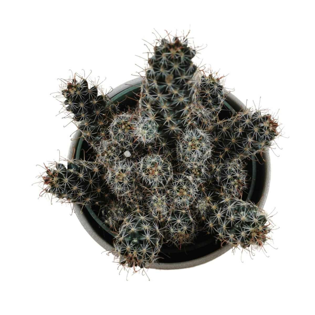 Mammillaria Mazatlanensis — Cactus en Ligne