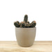 Mammillaria Mazatlanensis - Cactus en ligne