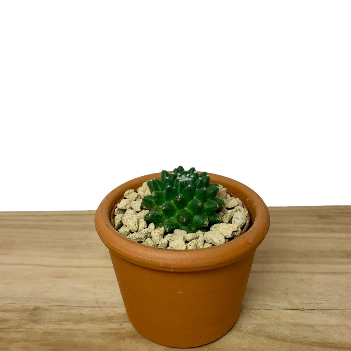 Mammillaria Toluca — Cactus en Ligne