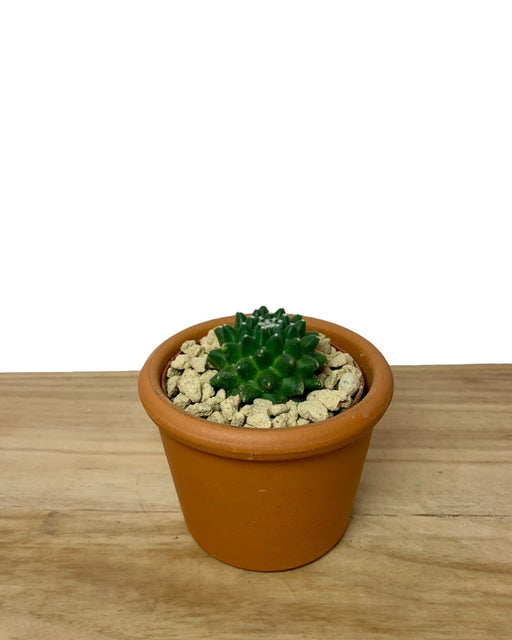 Mammillaria Toluca - Cactus en ligne