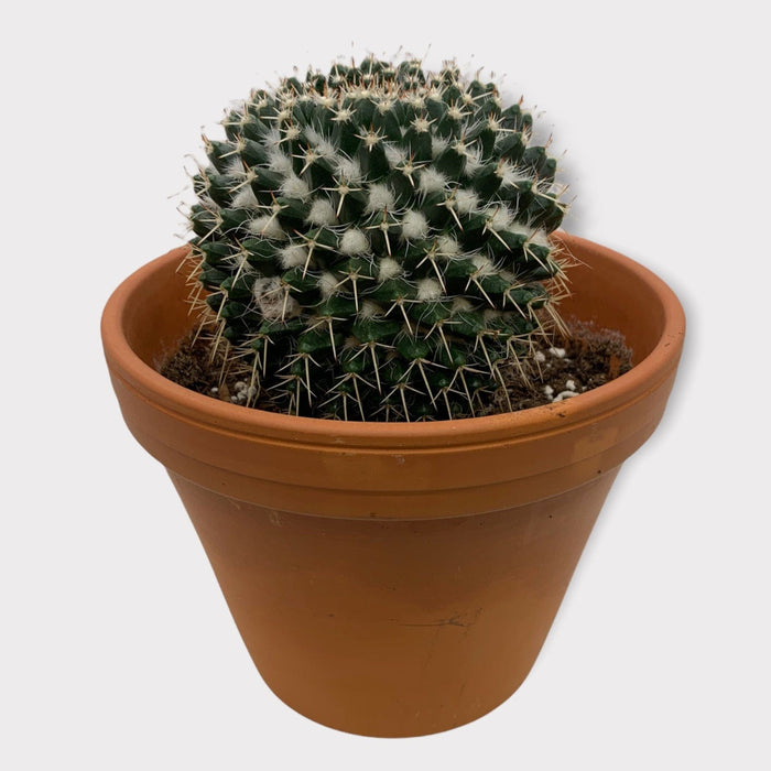 Mammillaria Nejapensis - Cactus en ligne