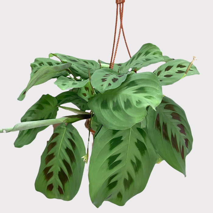 prayer plant maranta green Maranta Prayer Plant Green — Cactus en Ligne