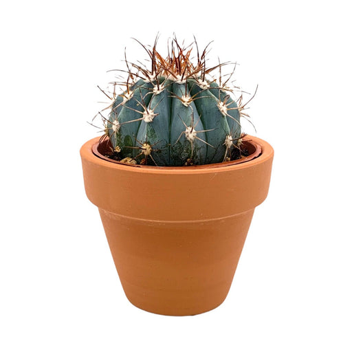 Melocactus Azureus 2.5" - Cactus en ligne