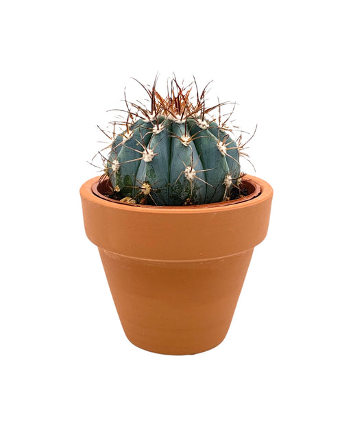 Melocactus Azureus 2.5" - Cactus en ligne