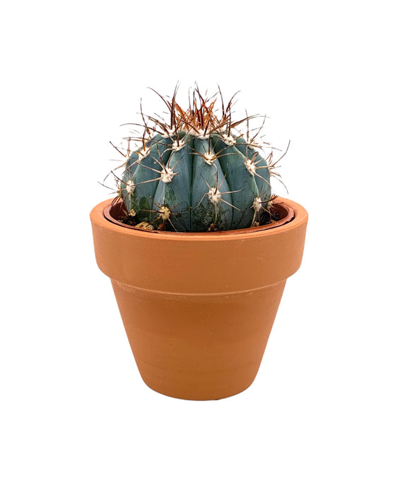 Melocactus Azureus 2.5" - Cactus en ligne