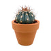 Melocactus Azureus 2.5" - Cactus en ligne