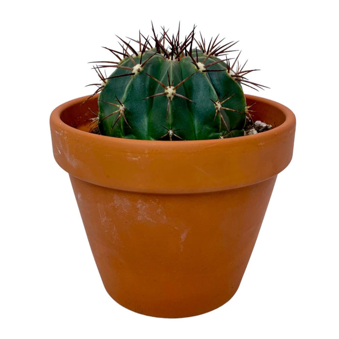 Melocactus Azureus - Cactus en ligne