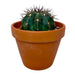 Melocactus Azureus - Cactus en ligne