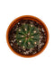 Melocactus Azureus - Cactus en ligne