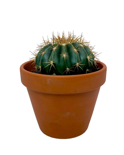 Melocactus Guitartii - Cactus en ligne